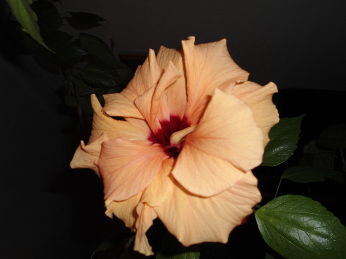 Hibiscus 26 - hibiscus