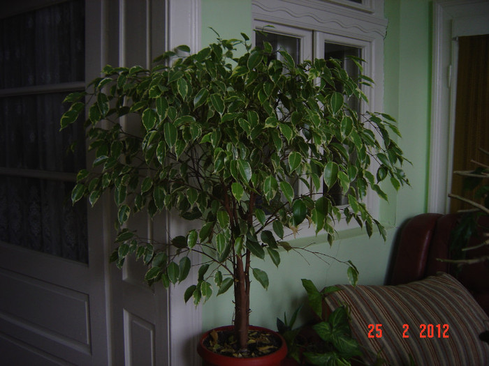 poze 117 - 2011-2012 FLORI DE CAMERA