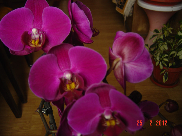 poze 129 - 2012 ORHIDEEA