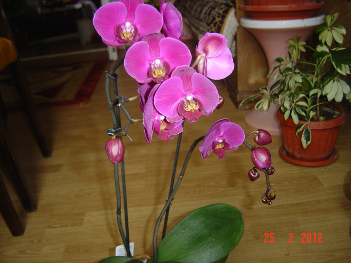 poze 130 - 2012 ORHIDEEA