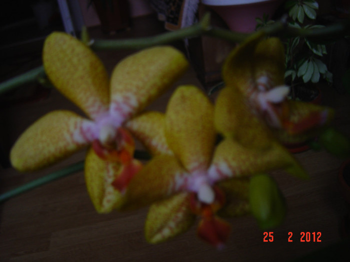 poze 134 - 2012 ORHIDEEA