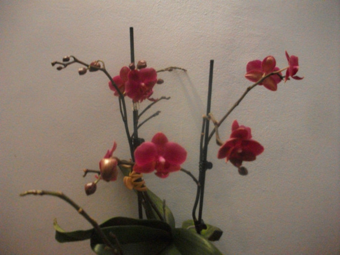 poze 1250 - orhidee februarie 2012