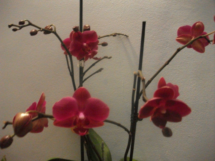 poze 1251 - orhidee februarie 2012
