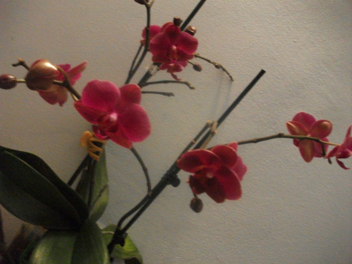 poze 1252 - orhidee februarie 2012