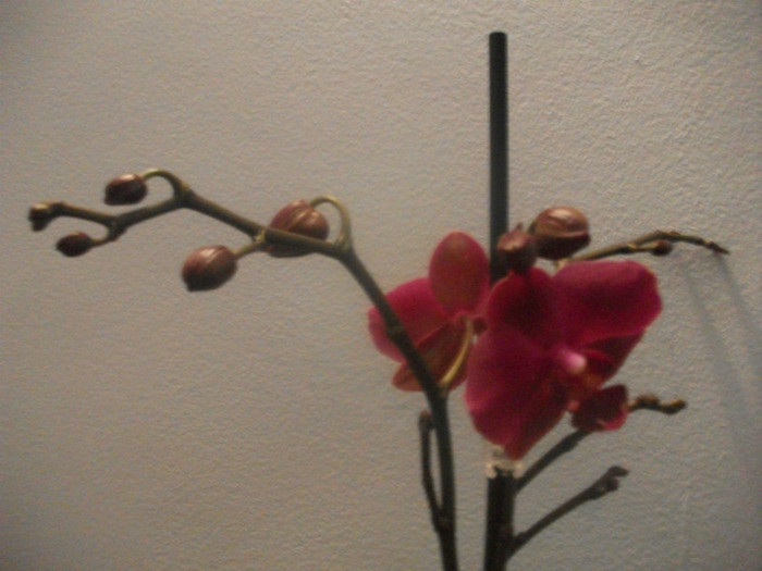 poze 1253 - orhidee februarie 2012