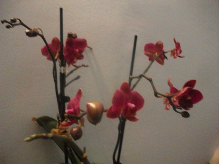 26.02.2012 - orhidee februarie 2012