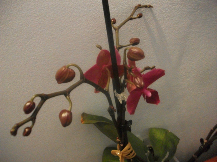 poze 1255 - orhidee februarie 2012