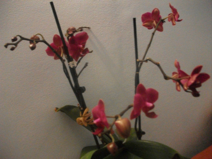 poze 1256 - orhidee februarie 2012