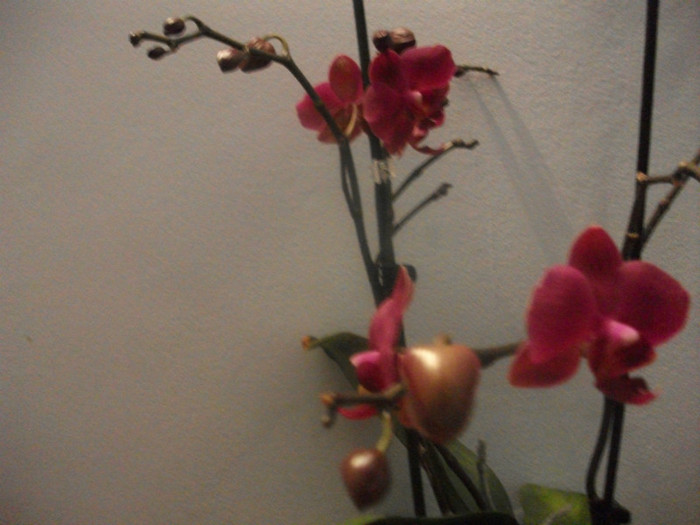 poze 1257 - orhidee februarie 2012
