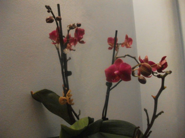poze 1258 - orhidee februarie 2012
