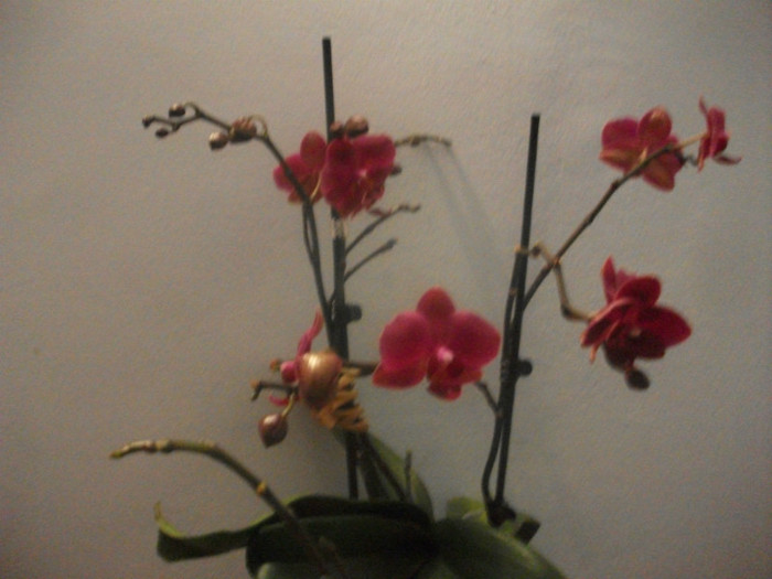 poze 1259 - orhidee februarie 2012