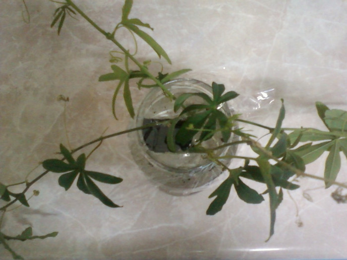 p.coerulea-lastari la inradacinat - passiflora caerulea