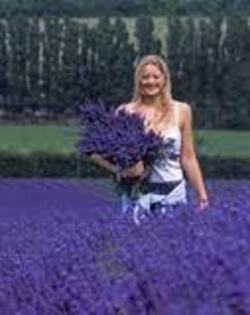 lavanda2