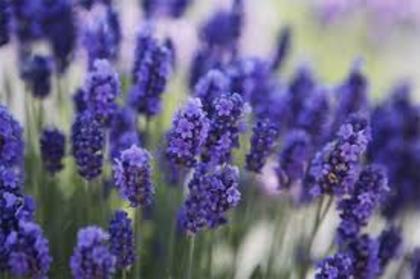 FLOARE DE LAVANDA - LEVENTICA_Lavandula angustifolia