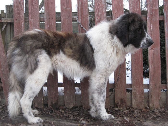 tarcu