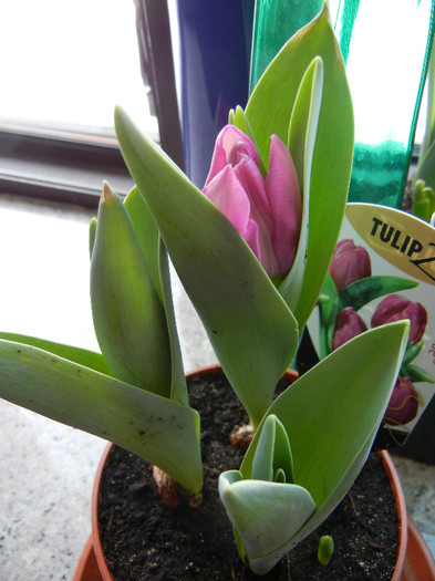 Tulipa Baby Blue (2012, February 17) - Tulipa Baby Blue