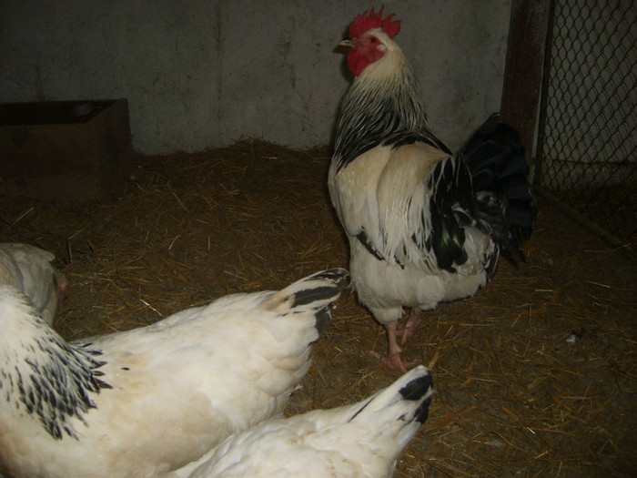 S6000852 - gaini de rasa 2012