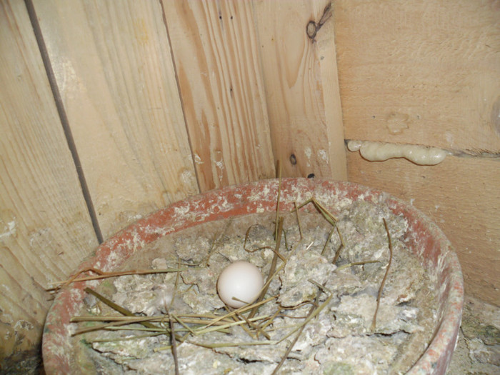 Primul ou 1012 - cupluri 2012