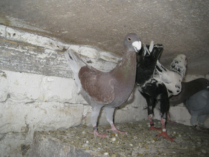 IMG_1496 - Luca Laurentiu