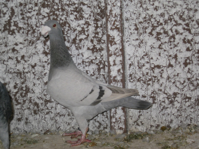 IMG_1528 - Luca Laurentiu