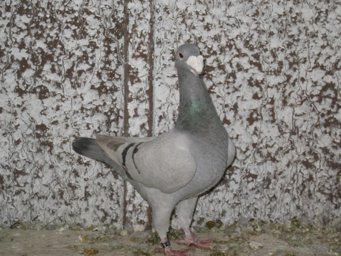 IMG_1529 - Luca Laurentiu