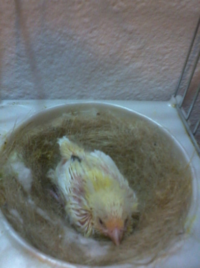 2012-02-26 18.20.26; pui seria 2 - 2012
