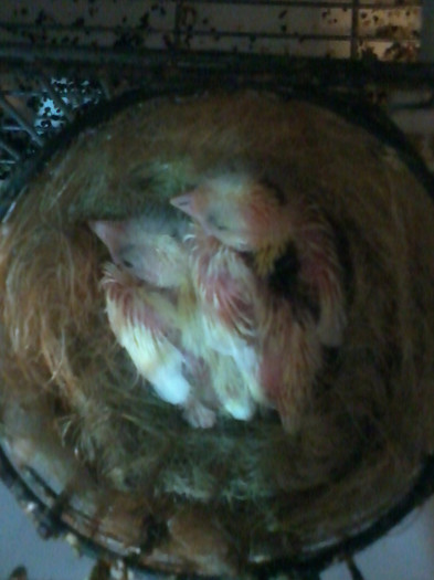 2012-02-26 18.21.52; 2 puiuti seria 2 - 2012
