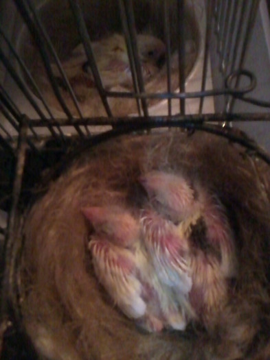 2012-02-26 18.22.39; seria 2 pui Roller 2012
