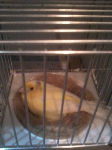 2012-02-26 18.23.22; Rollerita pe oua
