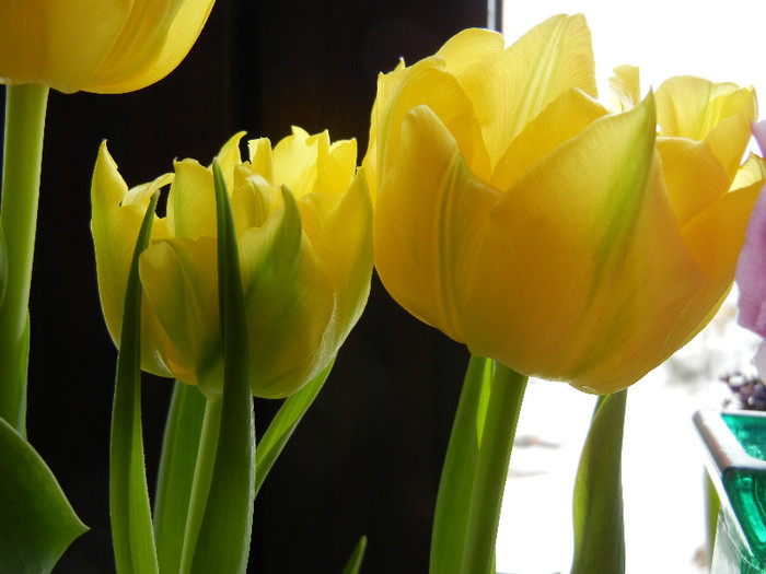 Tulipa Monte Carlo (2012, February 26)