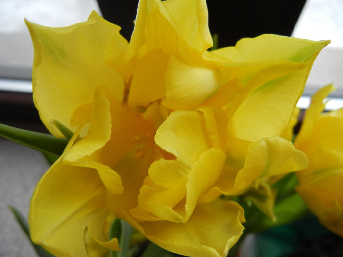 Tulipa Monte Carlo (2012, February 26)