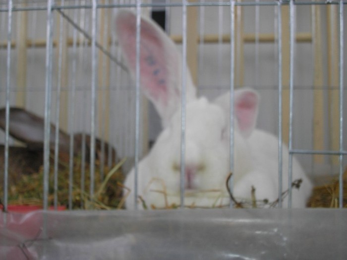 P1010111 - EXPO TURDA 2012