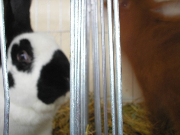 P1010114 - EXPO TURDA 2012