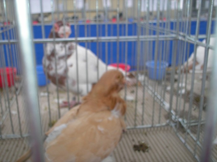 P1010119 - EXPO TURDA 2012