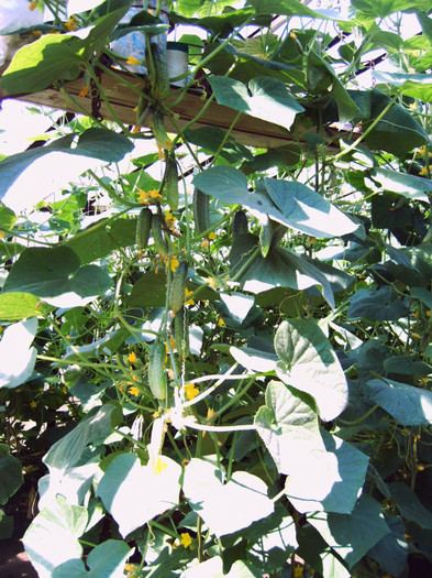 Castraveti cornison - 00 - Gradina mea 2011