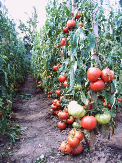 Rosii uriase- inceputul lui august