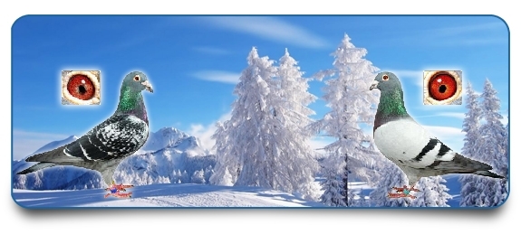 RRP-Banner-Winter-2