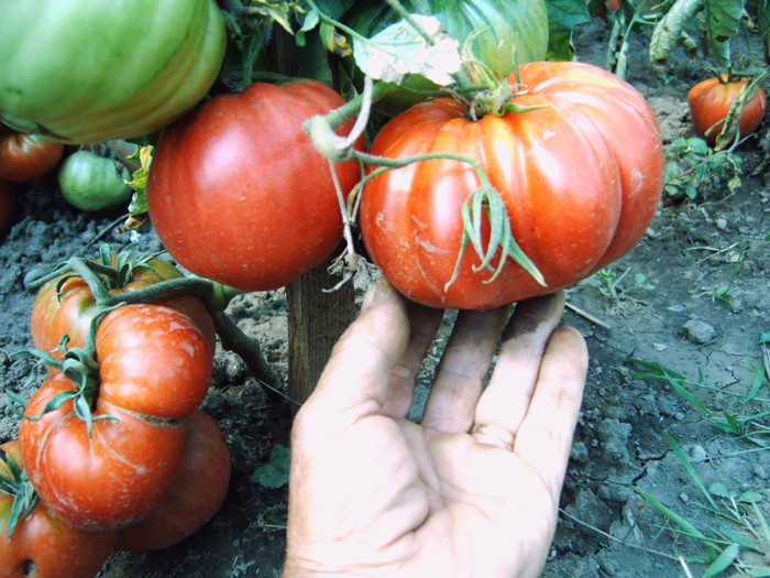 Rosii uriase-sfirsit de iulie