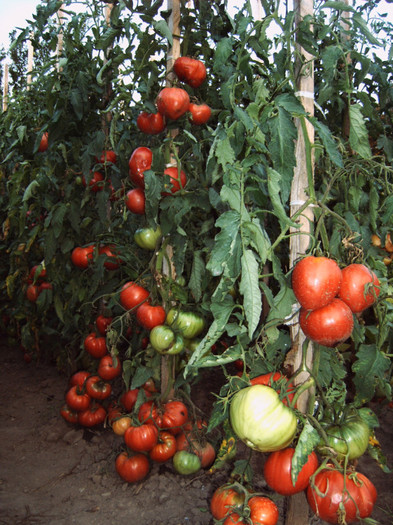 Rosii uriase-inainte de recoltare