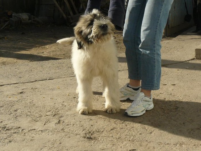 EDEL - zz- Alte pasiuni - Paznicii crescatoriei