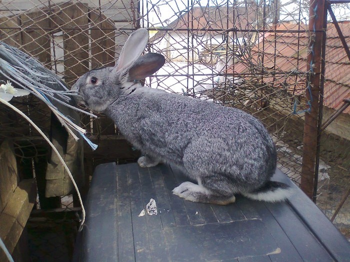 Fotografie0844; eu sunt mica si sunt dea acase si ma doar 7 luni
