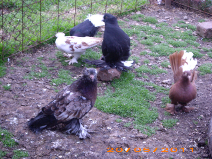 IMG_1914 2f 2011 vandute