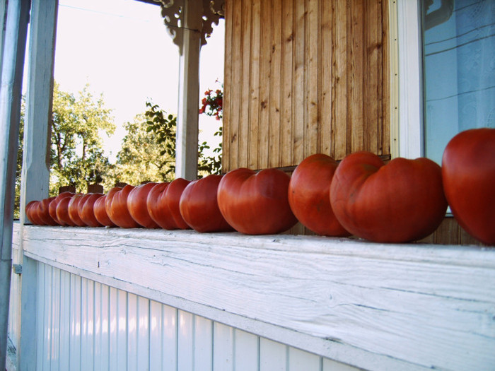 Rosii uriase- pentru saminta