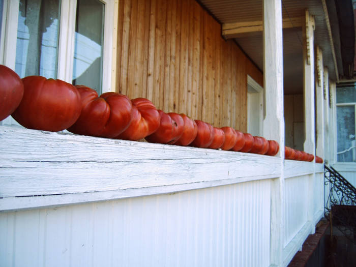 Rosii uriase- pentru saminta