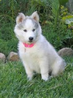 images (1) - husky