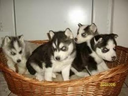 images (5) - husky