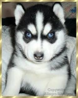 images (6) - husky