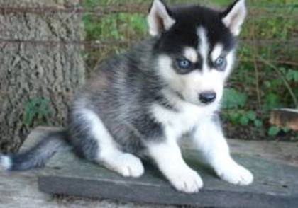 images (7) - husky