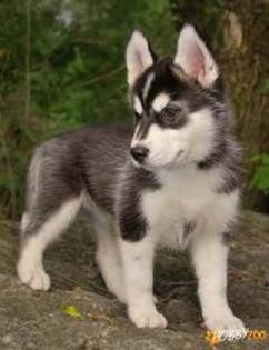 images (10) - husky