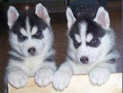 images (11) - husky